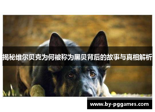 揭秘维尔贝克为何被称为黑贝背后的故事与真相解析